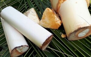 củ hủ dừa