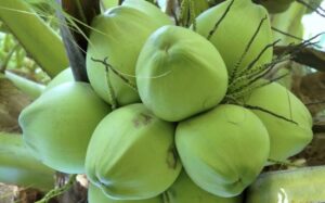 quả dừa