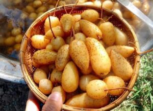 khoai lùn