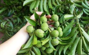 quả sấu