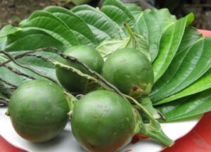 quả cau