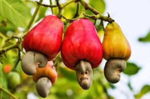 trái điều