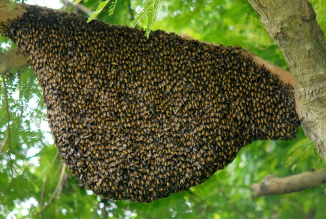 Mật ong rừng